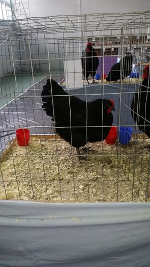 Expo 2016 Sf. Gheorghe - Australorp