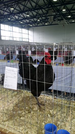 Expo 2016 Sf. Gheorghe - Australorp