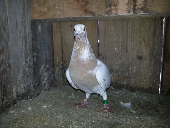 20160211_105800 - Porumbei meulemans