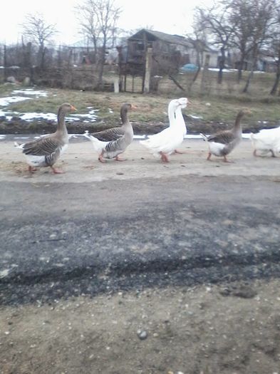 12647992_1014627621928235_698461401_n