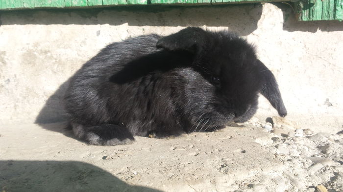 20160211_150300 - vanzari sau schimburi