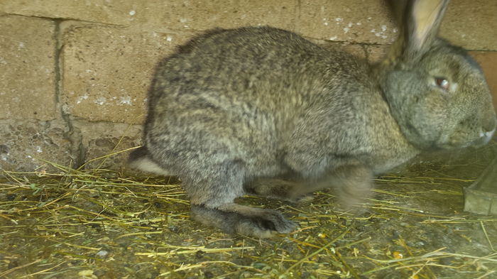 20160211_151207 - vanzari sau schimburi