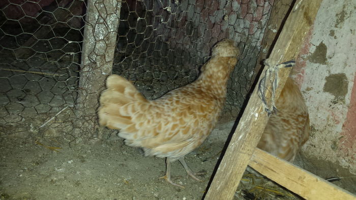 20160211_151932 - vanzari sau schimburi