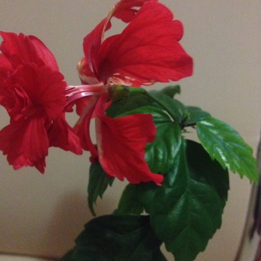 IMG_0586 - hibiscus