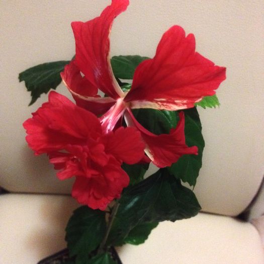 El Capitolio Rosu - hibiscus
