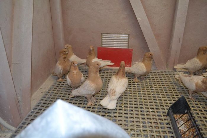 12662436_951274661610202_4404518379746479274_n