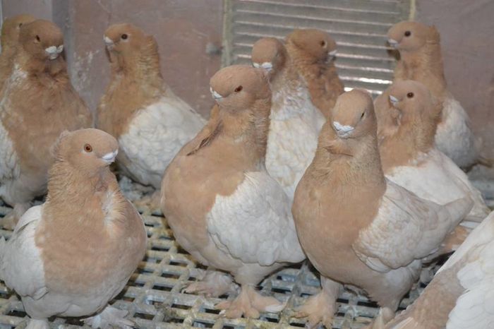 12688213_951273764943625_7986700752287907059_n