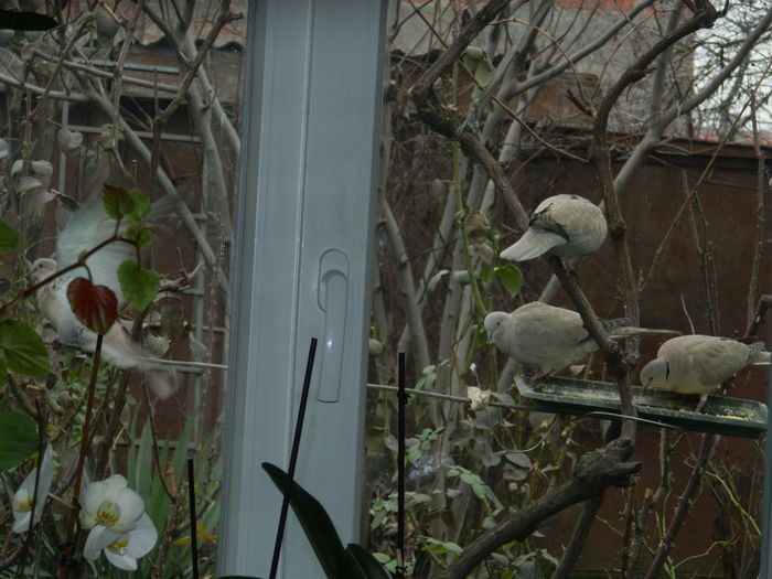 DSCN8204 - 2016 FEBRUARIE