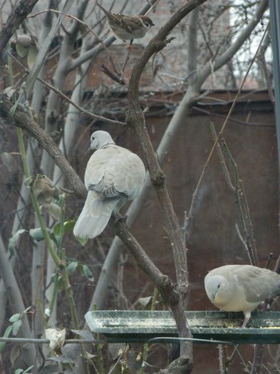 DSCN8206 - 2016 FEBRUARIE