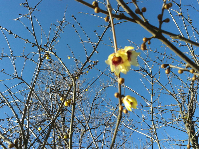 chimonanthus precox - A venit primavara