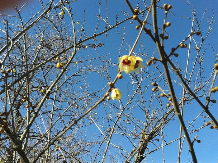 chimonanthus precox - A venit primavara