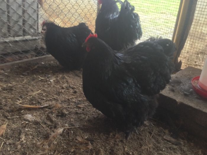 image - G ORPINGTON NEGRU