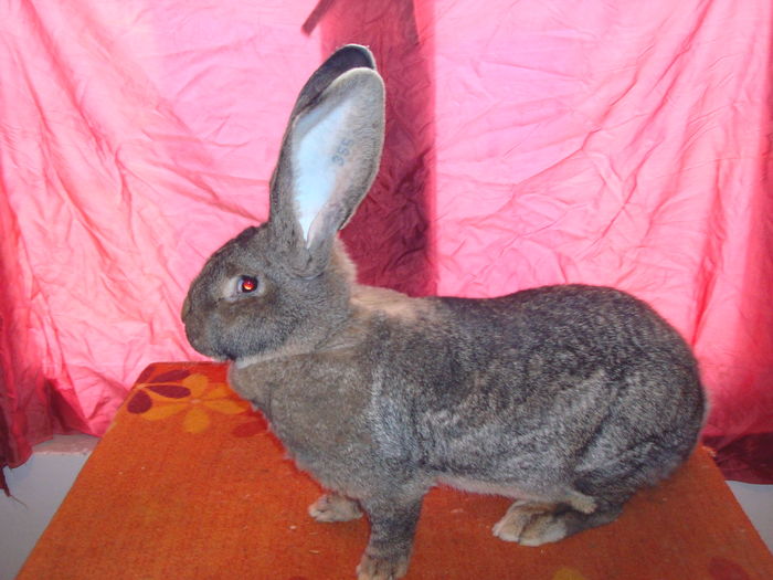 RO23 3553; 95,5 pct - 8,4 kg - Productie proprie !
