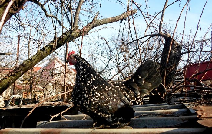 Miideflori negru bobat cu alb