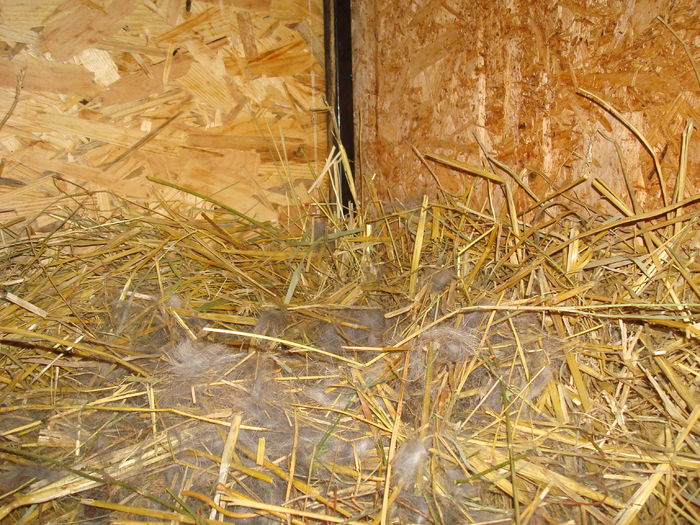 Cuib 10.02.2016; 5 pui
