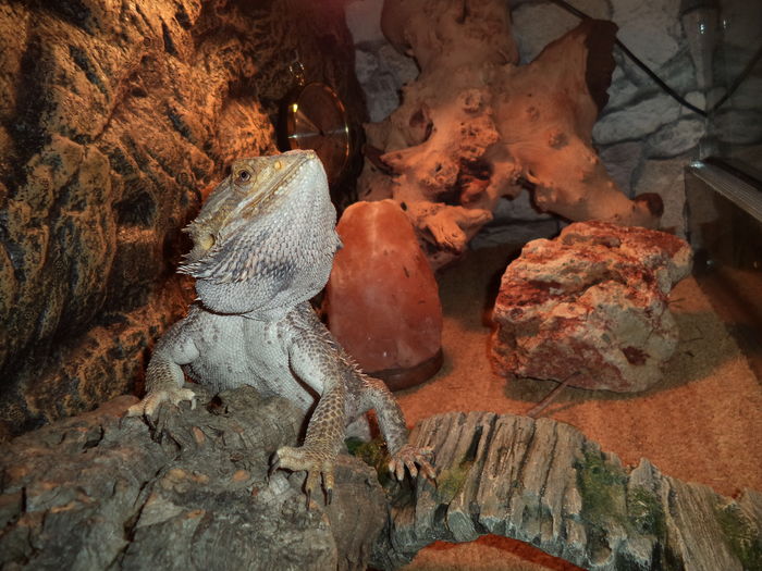  - Reptilele mele