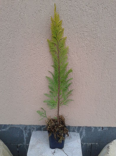 chiparos 40-50cm  14lei - 0 Plante ornamentale