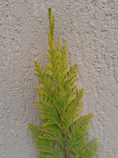 chiparos galben Yvonne - 0 Plante ornamentale