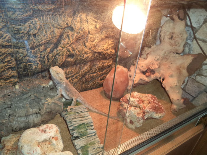  - Reptilele mele