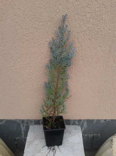 chiparos albastru 40-50cm   14lei - 0 Plante ornamentale