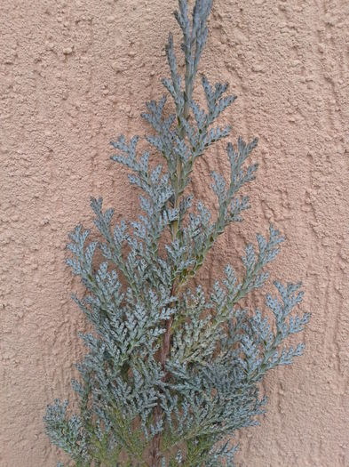 chiparos Van pelts blue