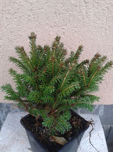 bradut pitic rotund 13lei