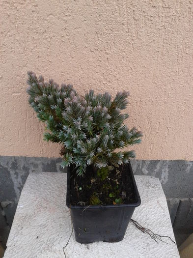 ienupar albastru 12lei