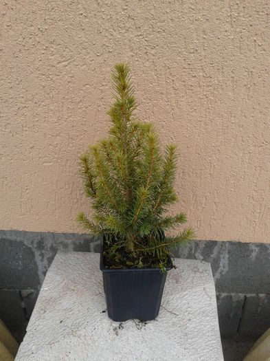 picea glauca conica 12lei - 0 Plante ornamentale