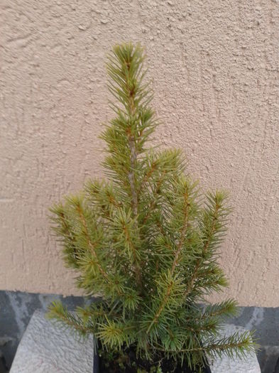 picea 20-25cm - 0 Plante ornamentale