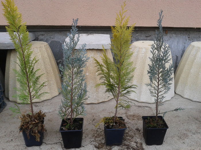 chiparosi pt gard viu