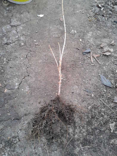 josta - 0 0 Arbusti fructiferi 2017-2018