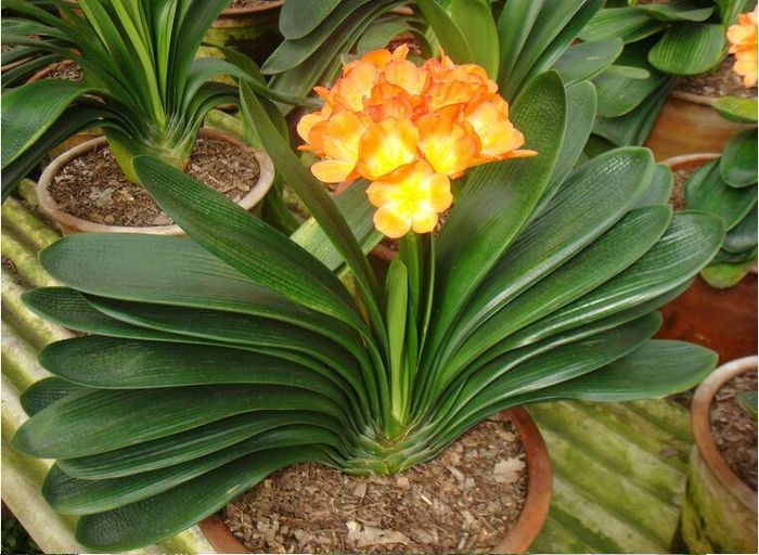 Clivia 2ron