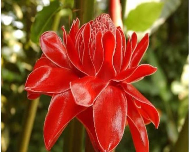 RED Ginger 2ron - AAA DE VANZARE SEMINTE FLORI RARE o noua transa