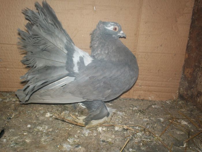 M - 20 PORUMBEI VANDUTI