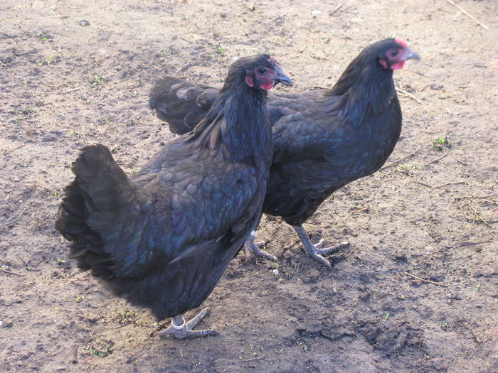 IMG_0002 - AUSTRALORP NEGRU