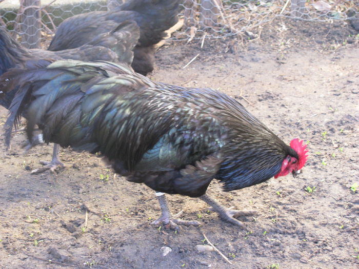 IMG_0004 - AUSTRALORP NEGRU