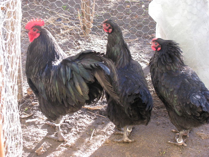 IMG_0006 - AUSTRALORP NEGRU