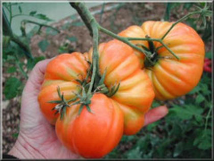 Buraker's Favorite tomato - TOMATE 2016