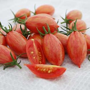 Pink-Tiger_tomato - TOMATE 2016