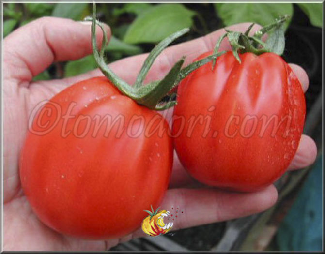 Tomate German Red Strawberry - TOMATE 2016