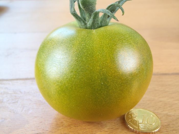 tomato Chadd's ford green - TOMATE 2016