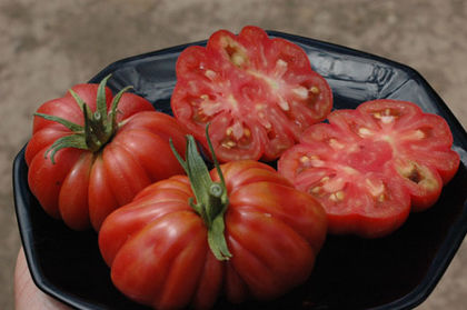 zapotec-tomato