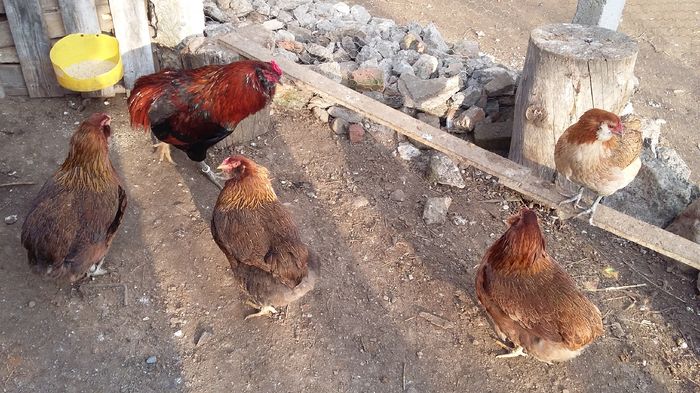 cocos araucana 08-02-16 006