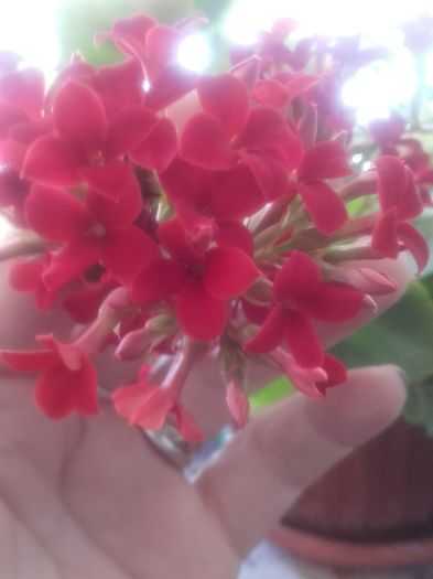 20160212_114046 - Kalanchoe