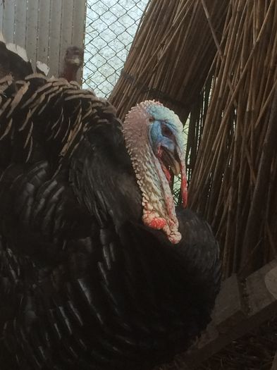 Seamana cu Ady 79 - CONTACT