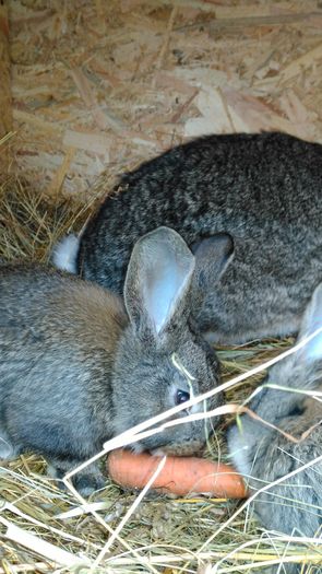 IMG_20160212_143700; Idem Perii Marian
