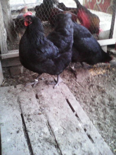 2016,02,12 210 - Australorp negru 2016