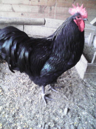 2016,02,12 208 - Australorp negru 2016