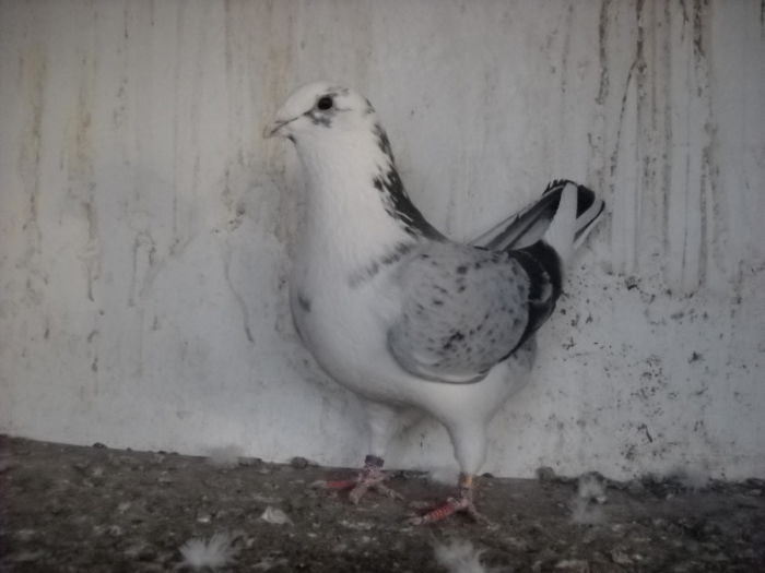 Picture 3944 - 1 Album cu pui de porumbei standard 2015