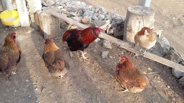 cocos araucana 08-02-16 007